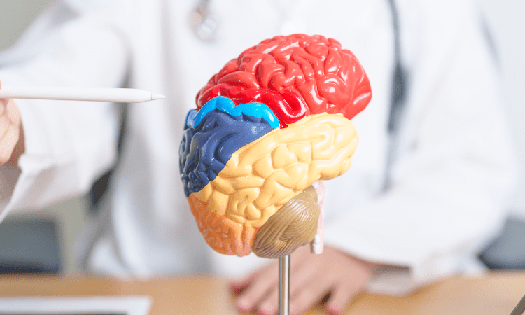 Día Mundial del Cerebro: Conciencia y Cuidado para una Mente Saludable