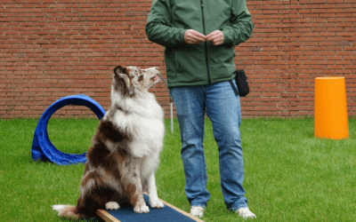 Qué hay que estudiar para ser adiestrador de perros: guía rápida
