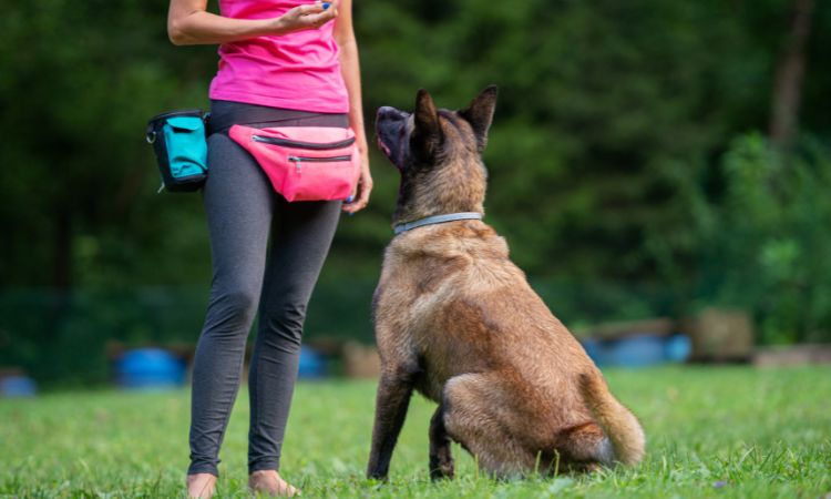 Qué hay que estudiar para ser adiestrador de perros: guía rápida
