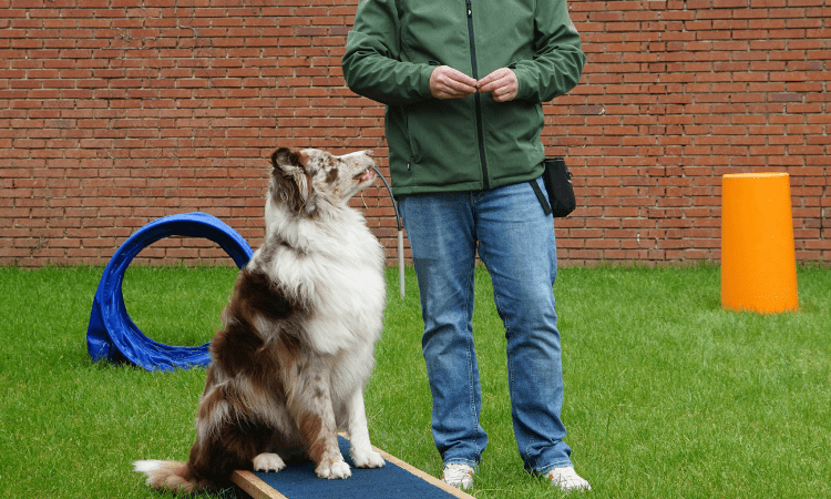 que hay que estudiar para ser adiestrador de perros